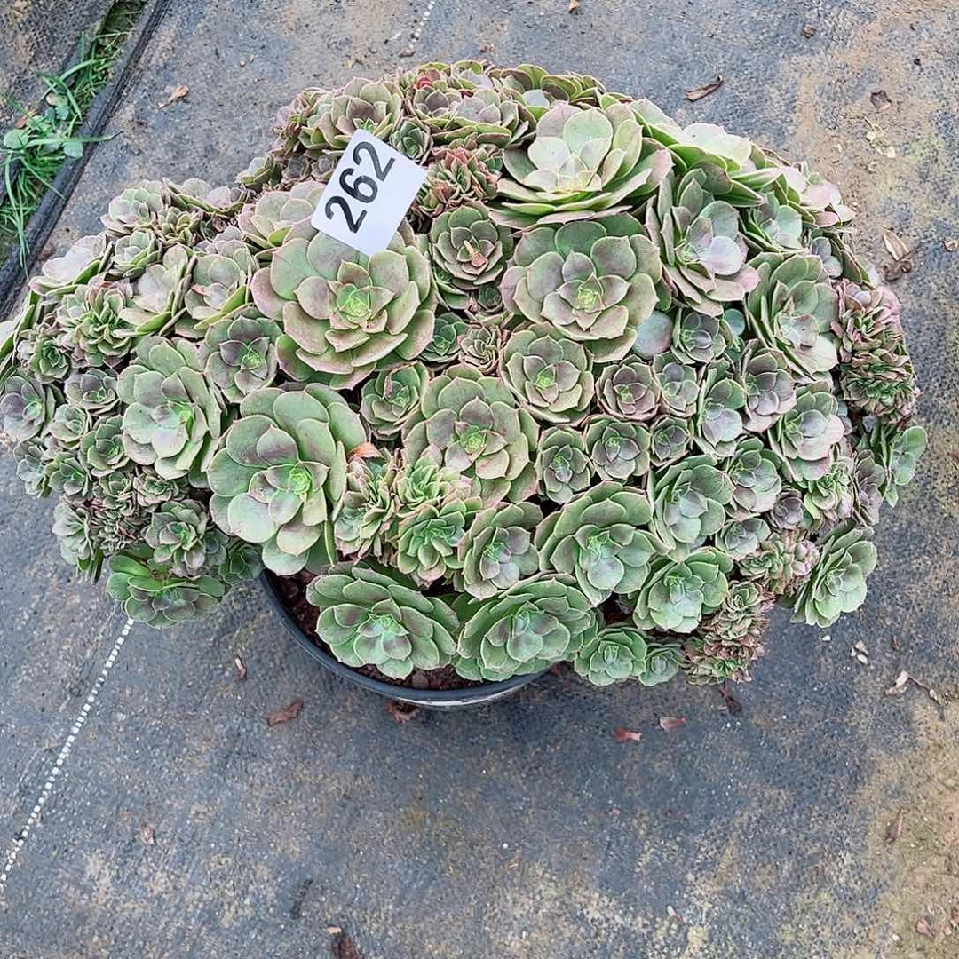 无花朵多肉植物262