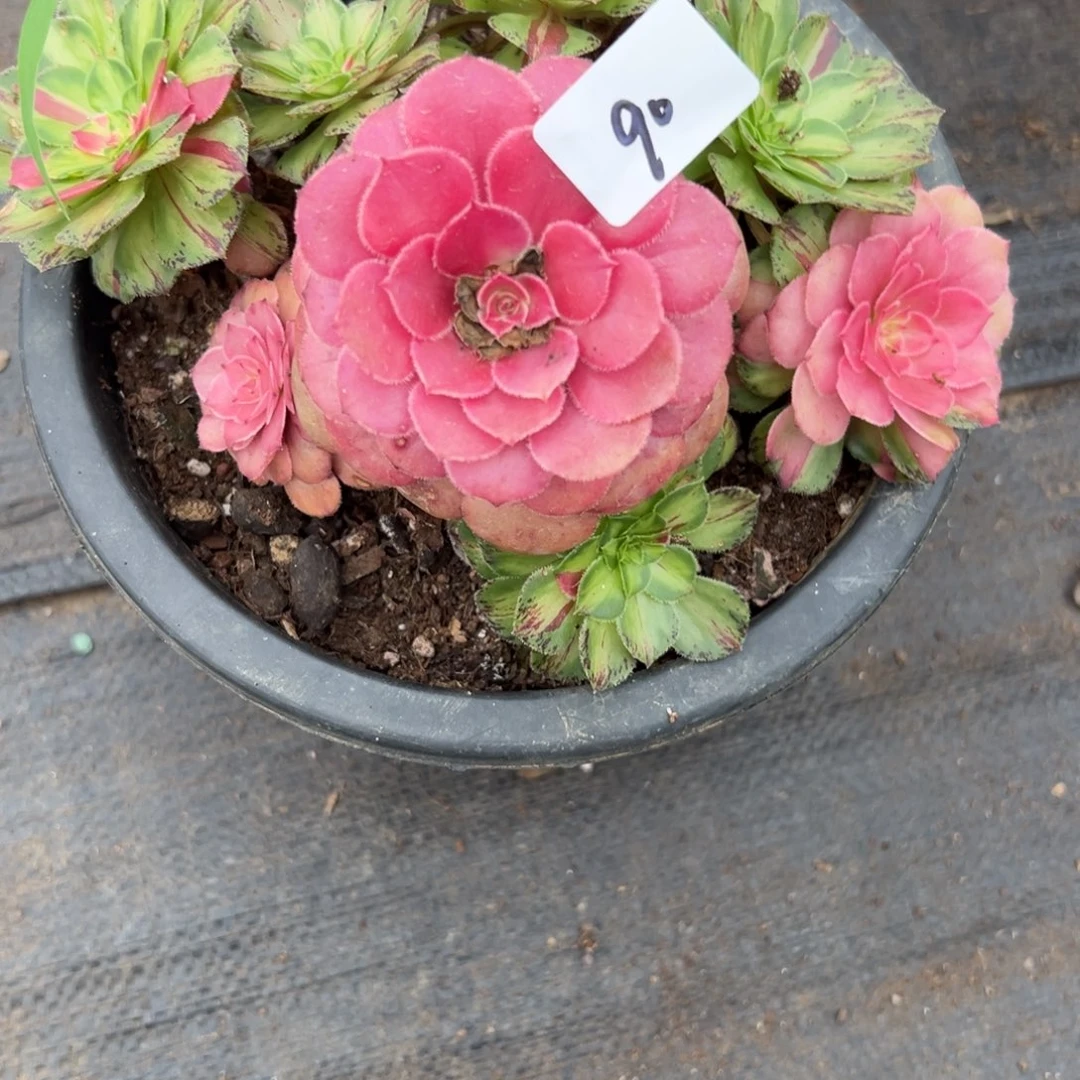 90知否多肉植物系