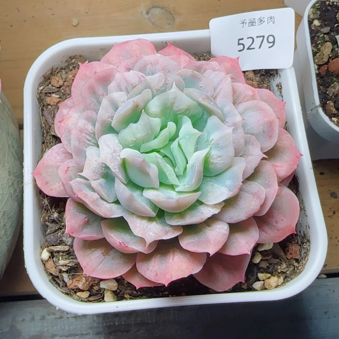 泡泡纱裙，5279多肉植物