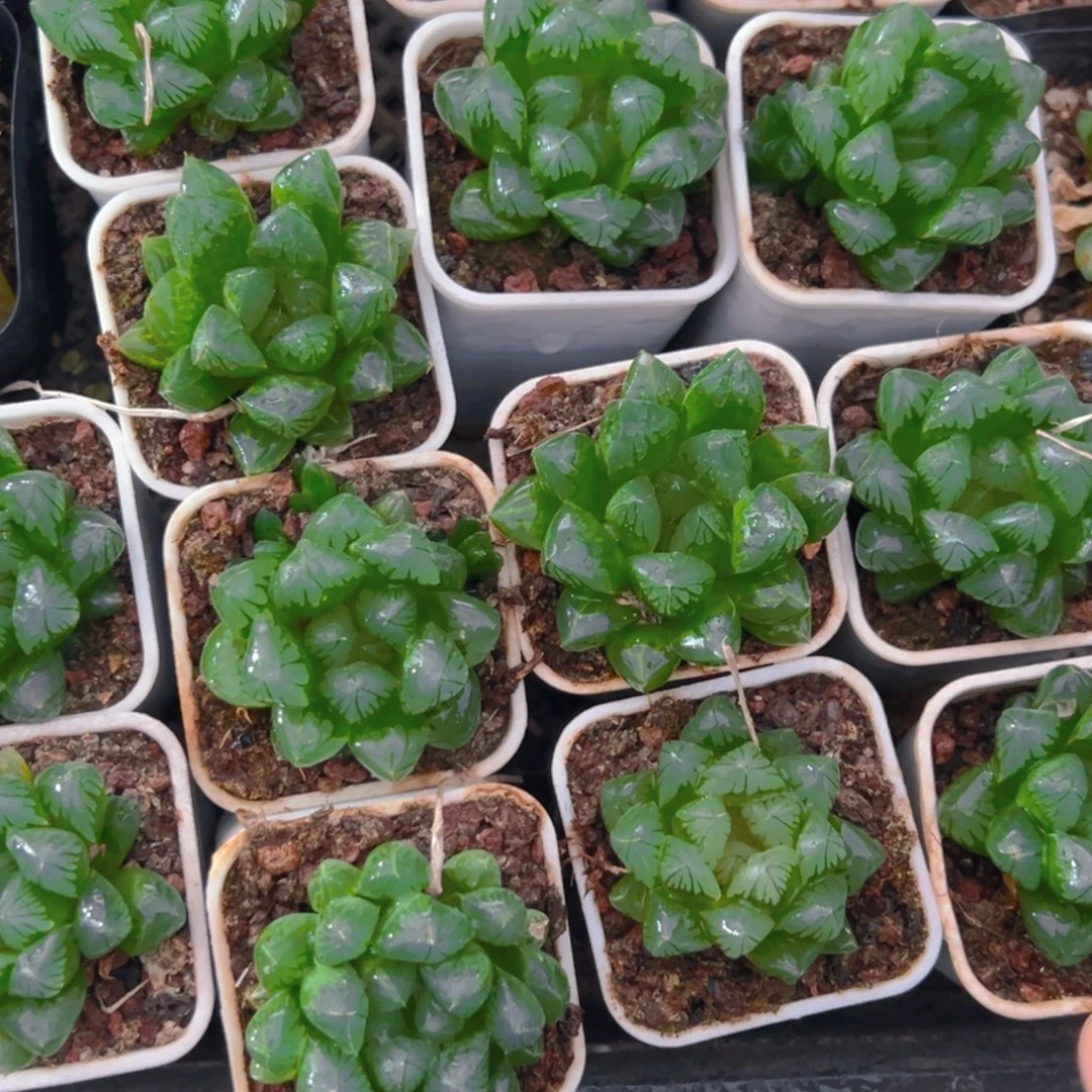 白盆红丝玉露多肉一颗