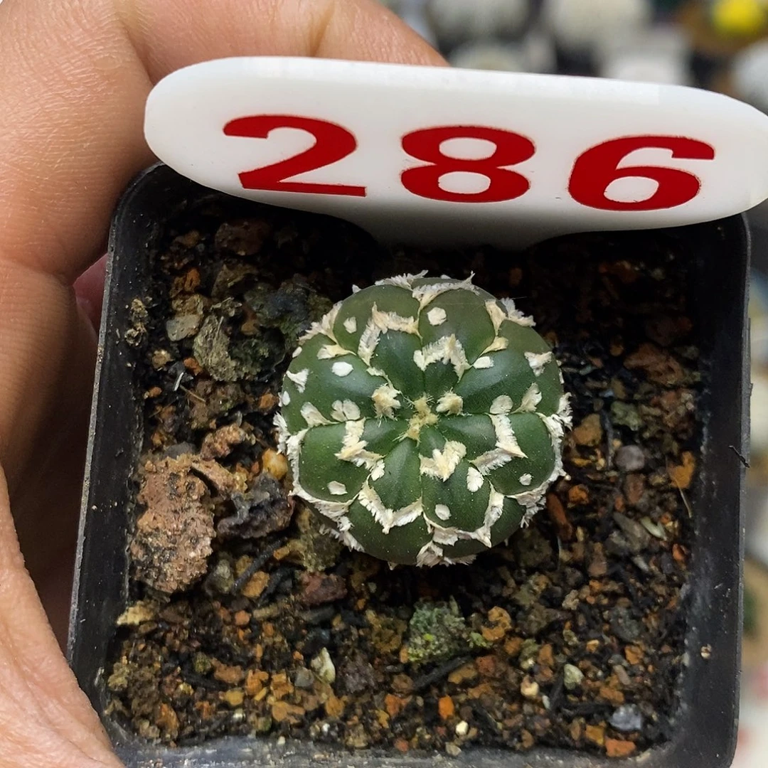 286特价来了福利了啦