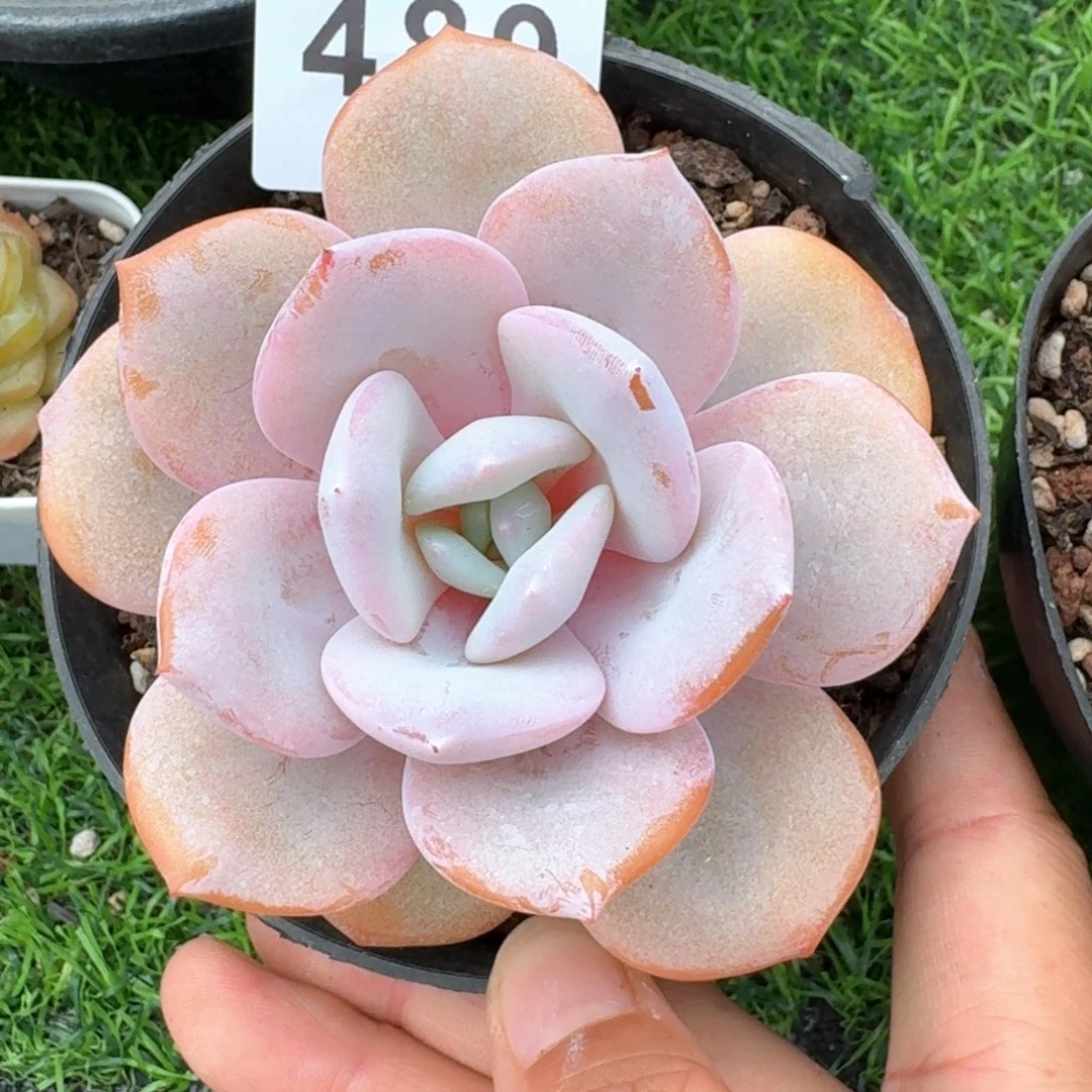 韩版奶茶            精美多肉植物