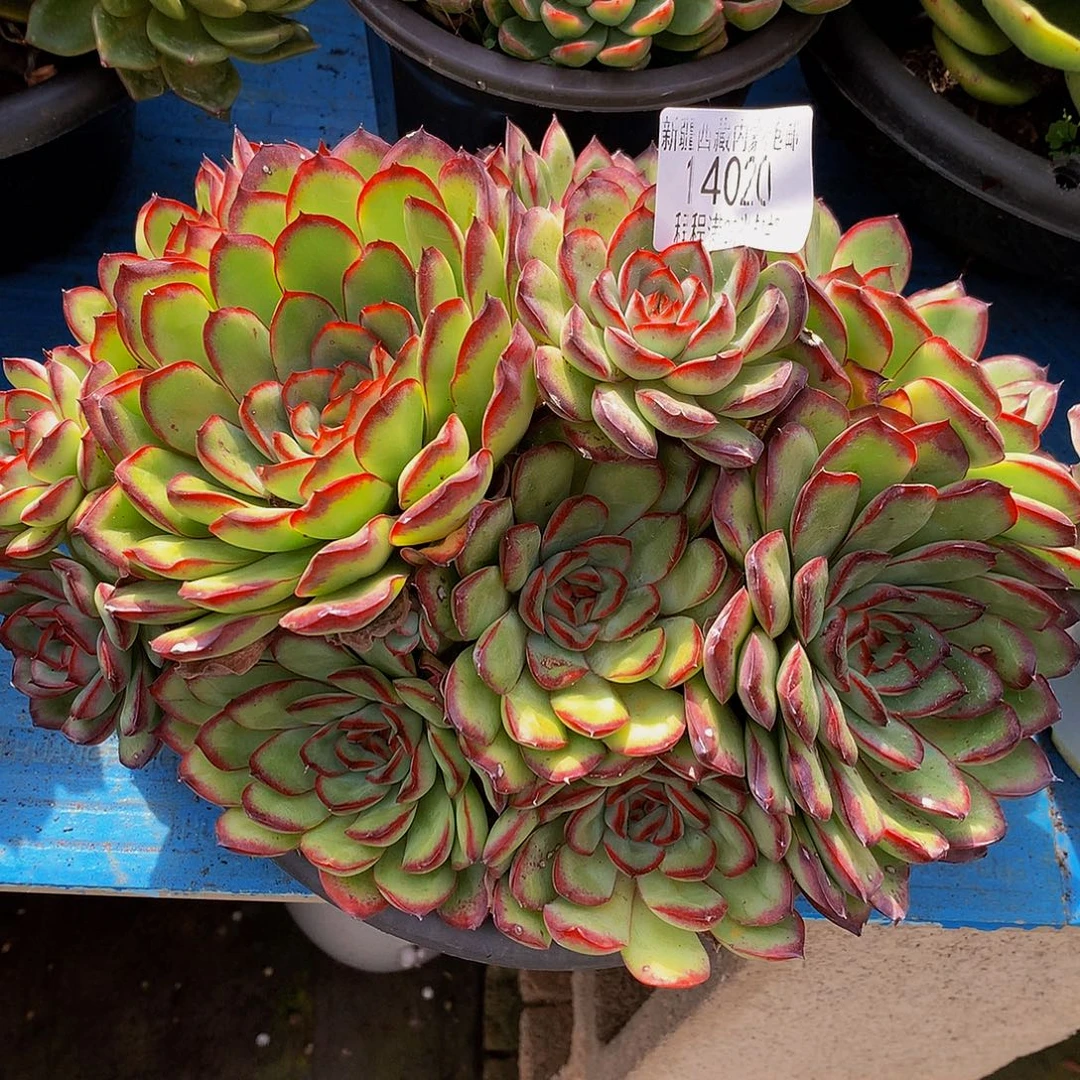 沉***金肉酱玫瑰14020多肉多肉