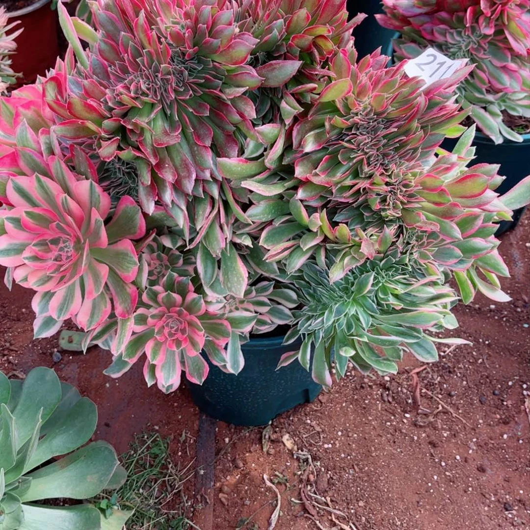 l****5多肉植物211女神