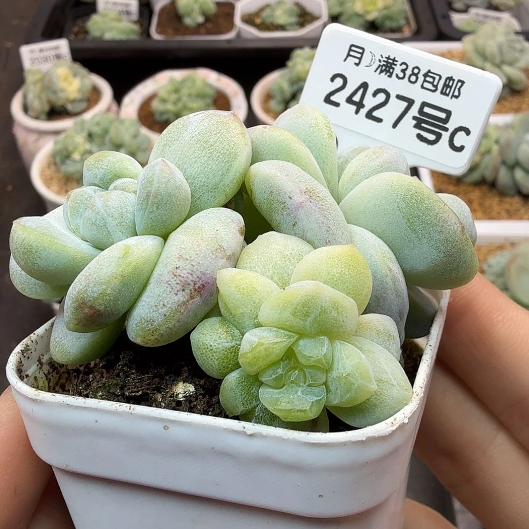 2427号冰玉石化锦四头群