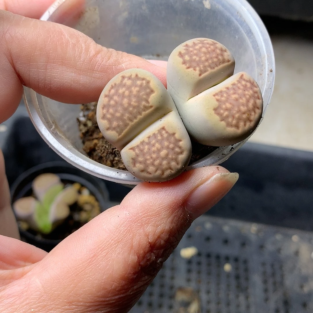 K131多肉植物保护