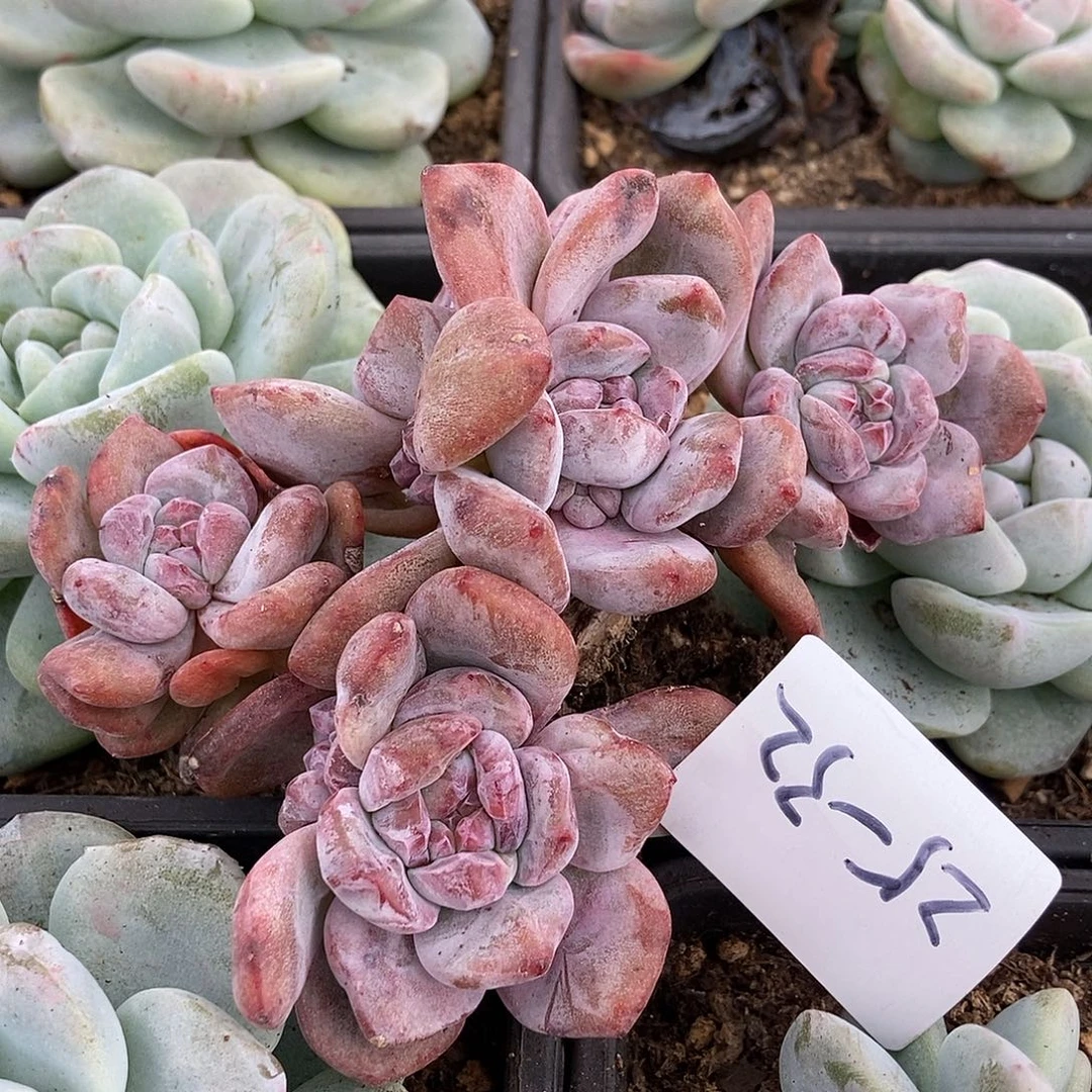 25-32石化星影一物一拍