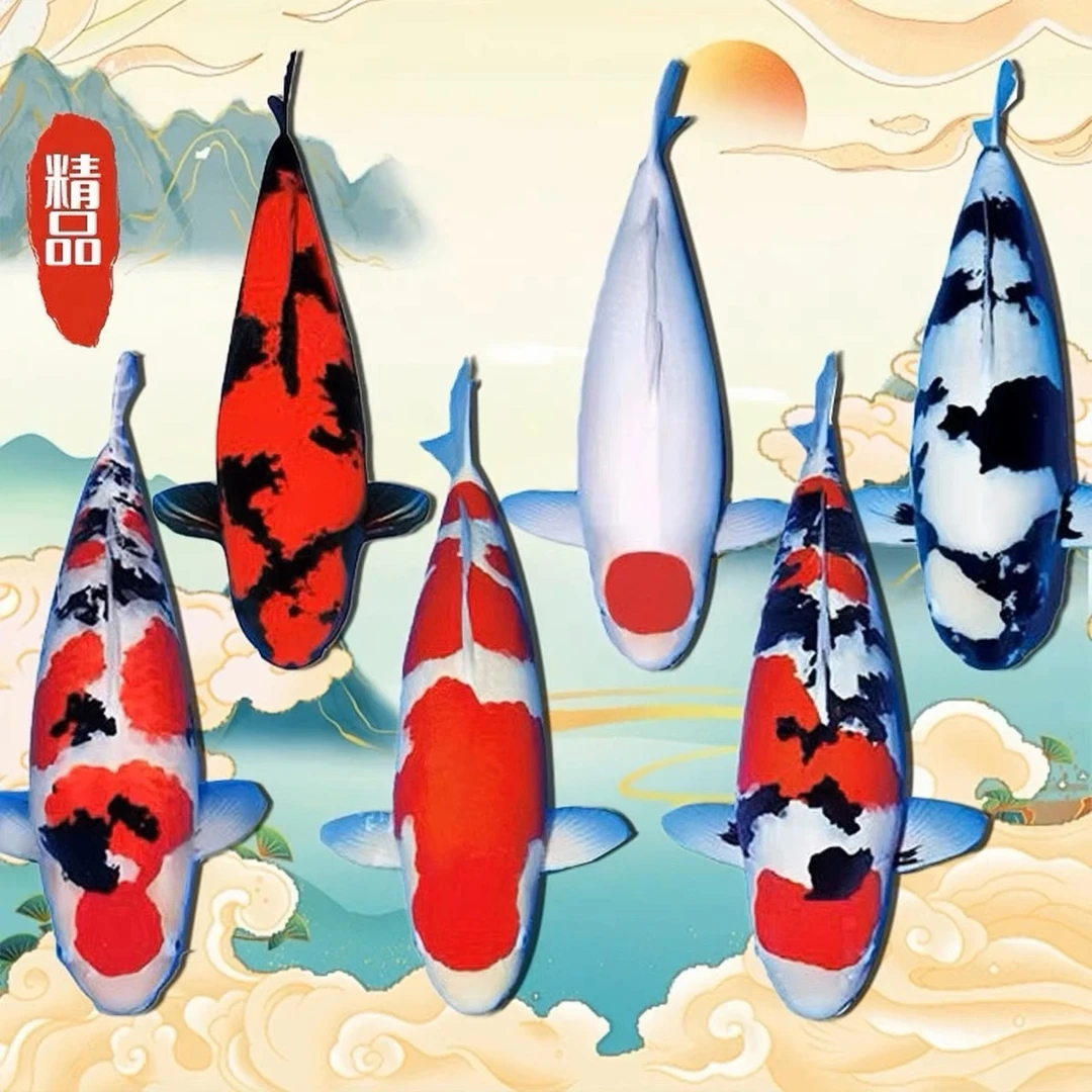 尚锦锦鲤(到货录完整开箱视频，无开箱视频不予售后,活物禁止拒收）