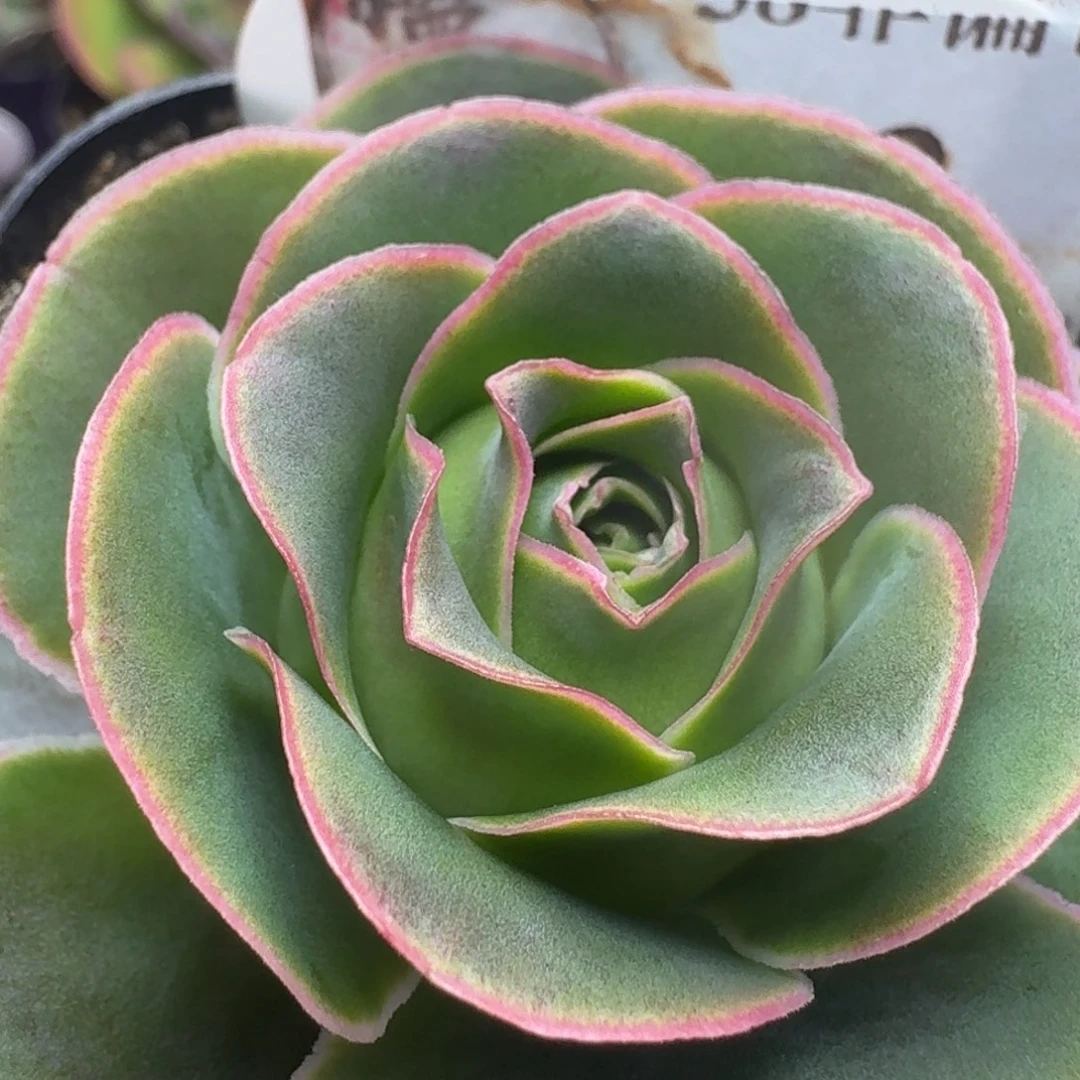 楹楹-152蒂娜-冠幅  5cm
