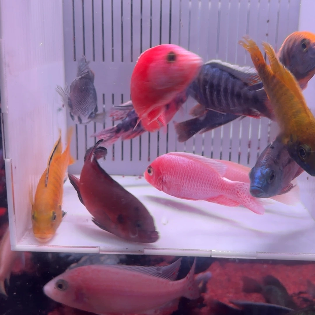 慈鲷鱼直播马鲷组合12条其中备损2条，不低于9个品种