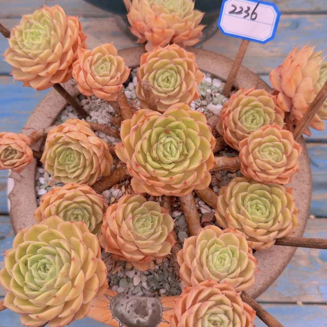 2236昂斯诺凡艺多肉