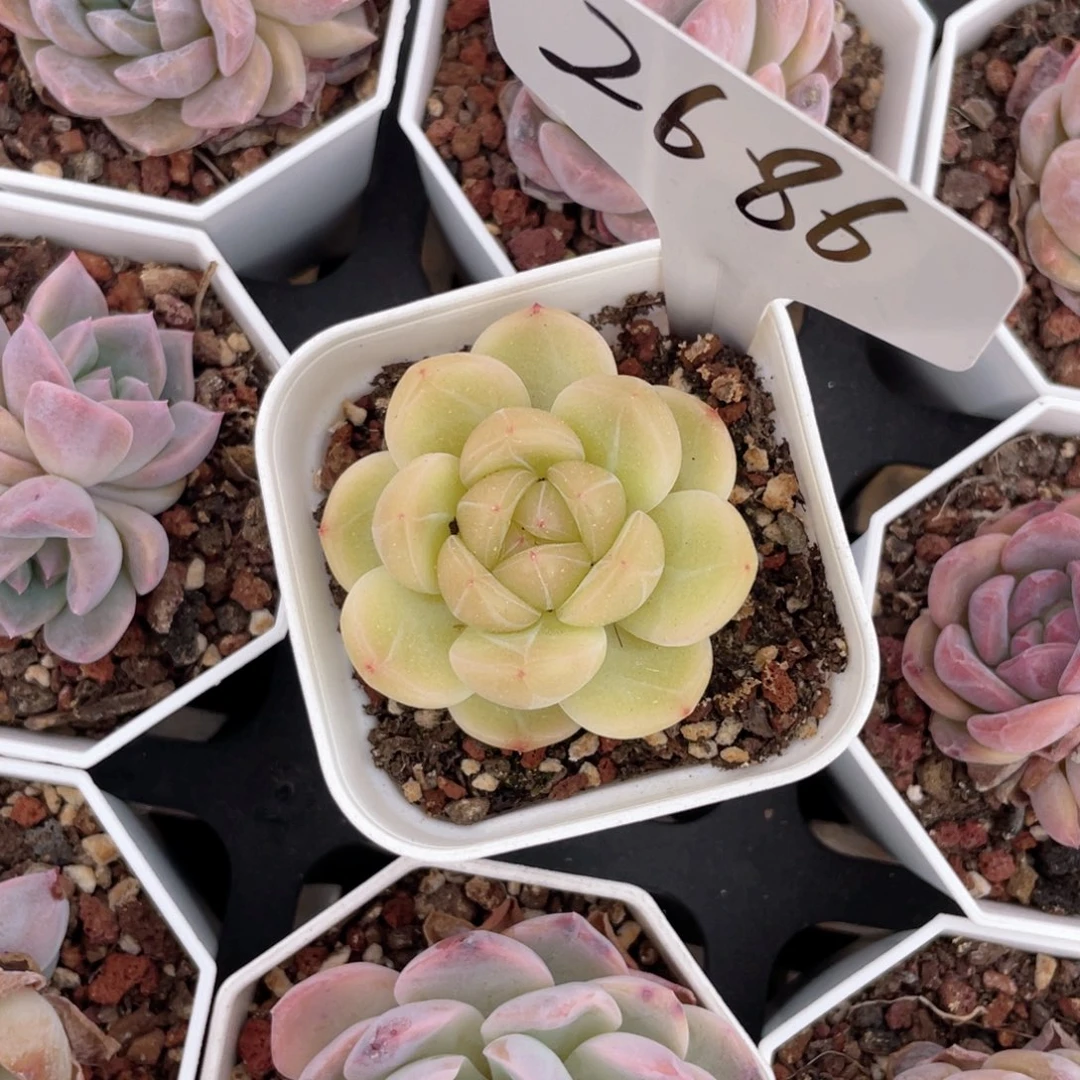 薇薇安园艺多肉2686