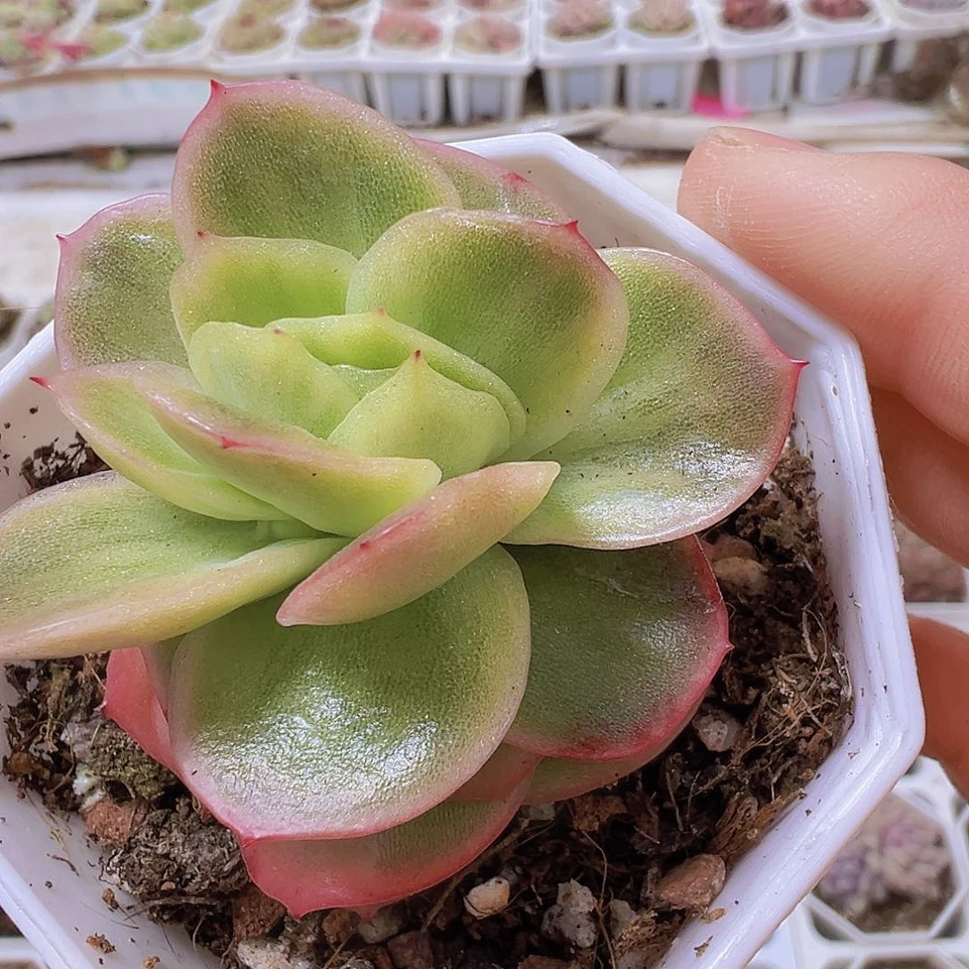 冰玫瑰锦19包邮多肉植物