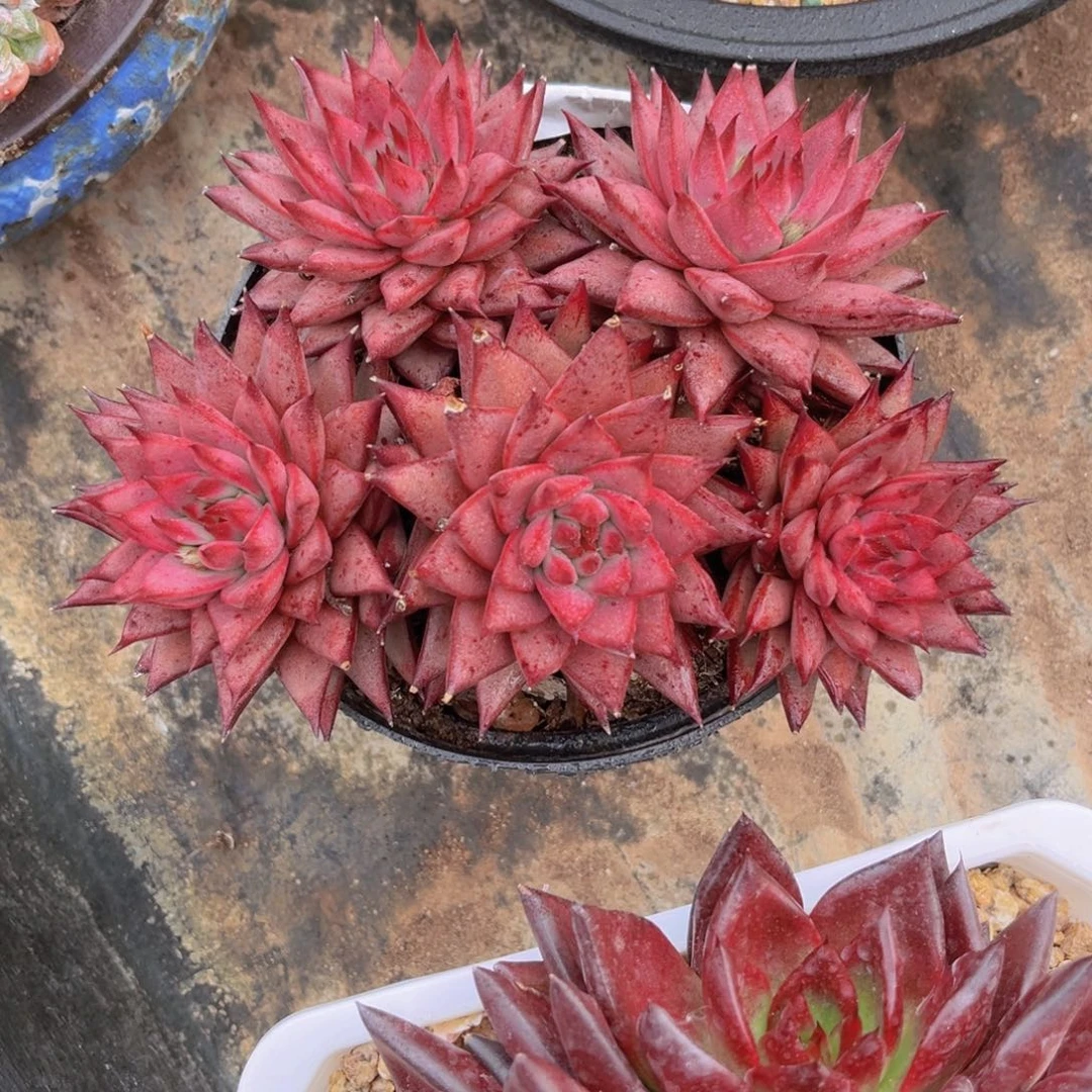 五朵金花18公分999988888