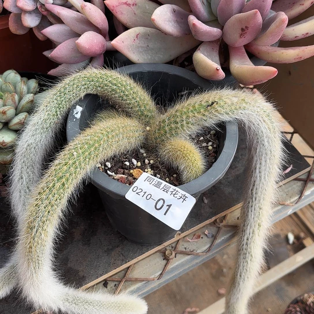 同温层多肉九尾狐01