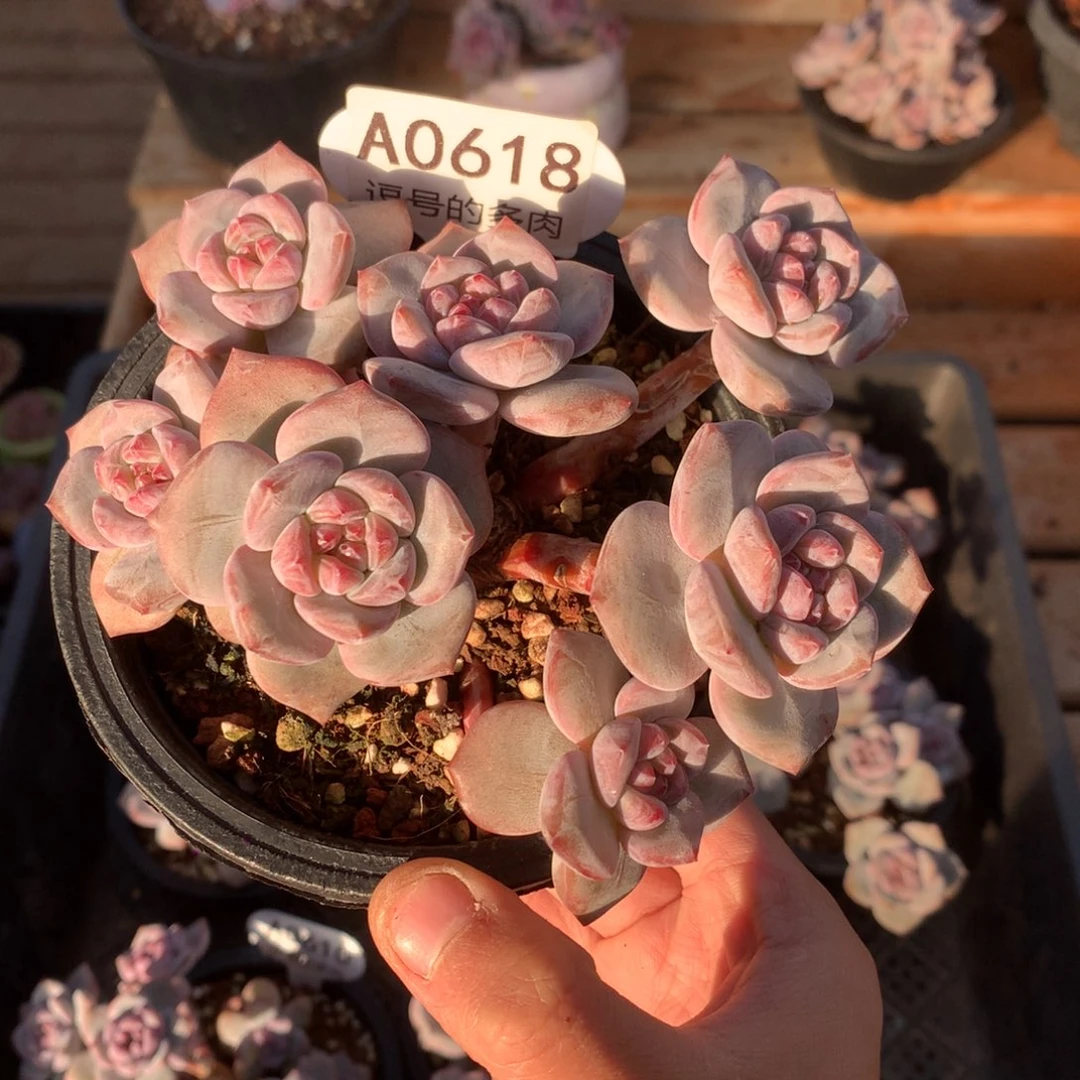 A0618 突尼斯小树 有砍 13cm