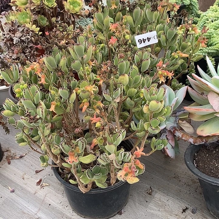姚***学446熊童子多肉植物2颗