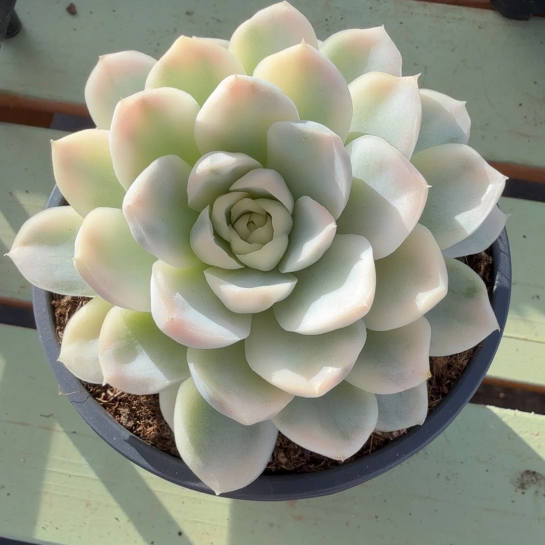 约瑟琳锦锦上园艺一物一拍