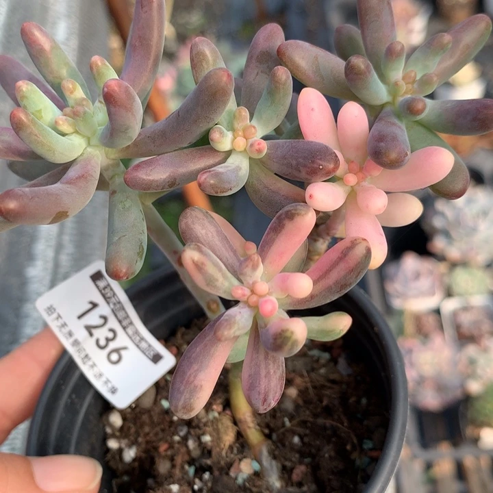 无花朵乙女心锦1236