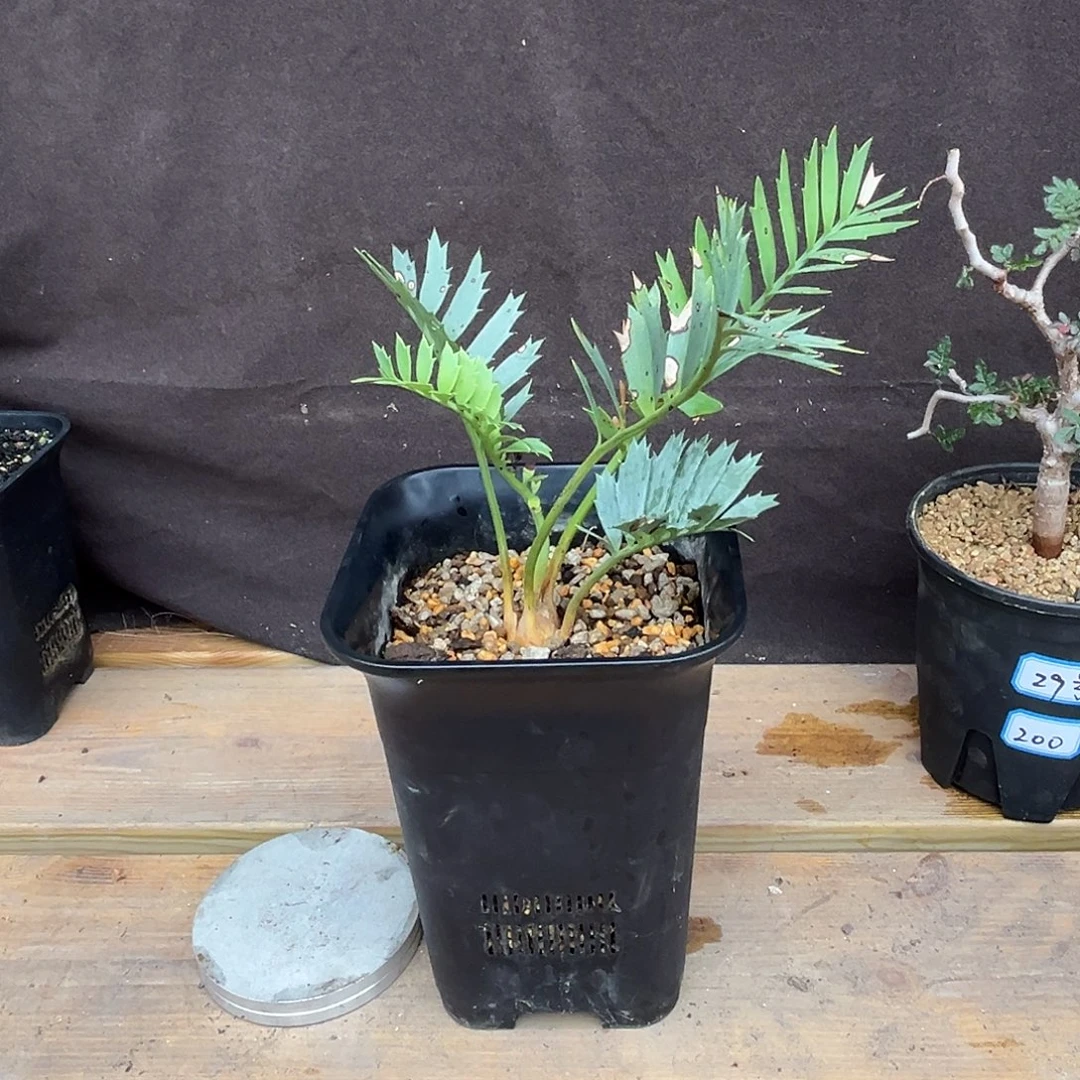 汤圆植物蓝棘铁好看原价2480