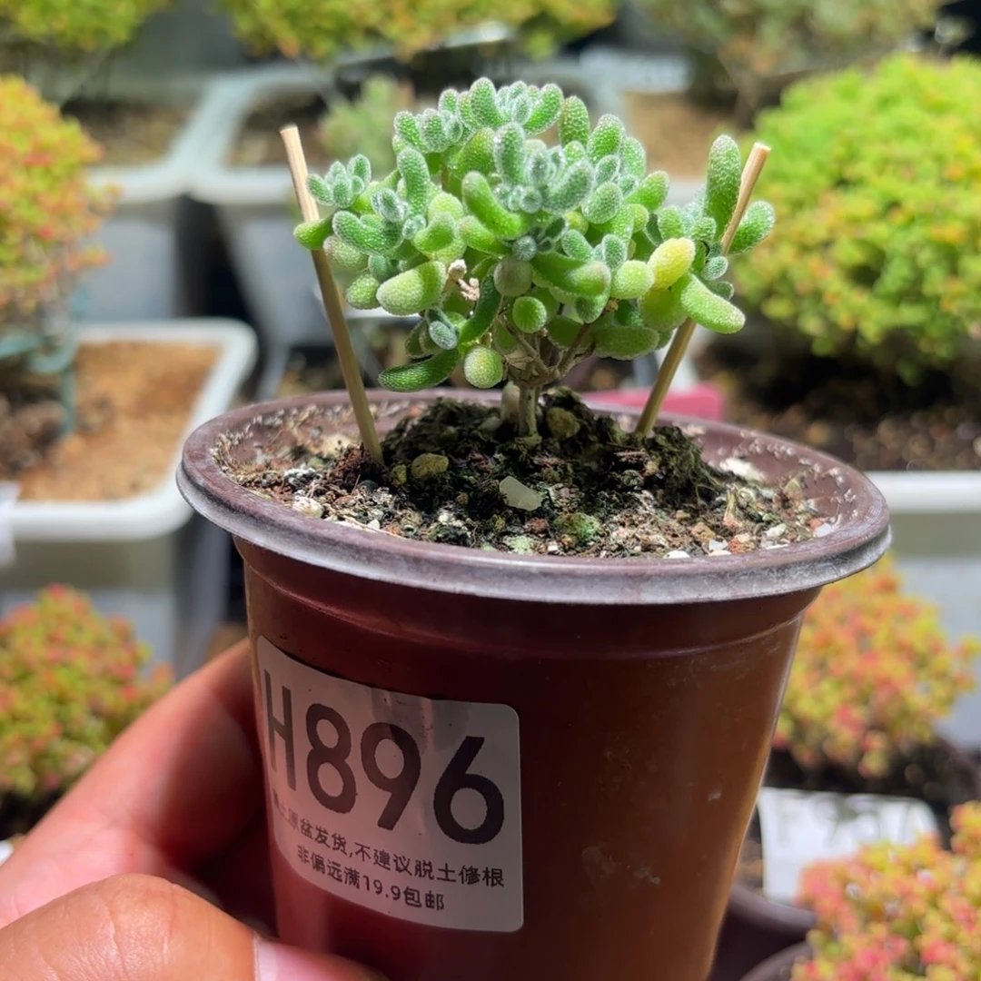 枝干番杏冰晶H896