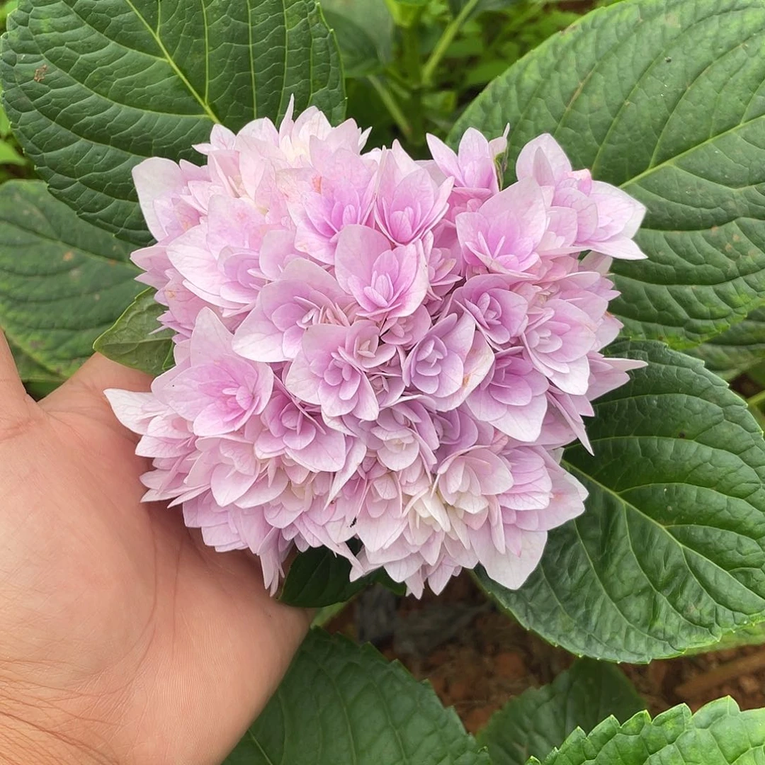 绣球切花一物一拍3枝包邮，小艾丽7