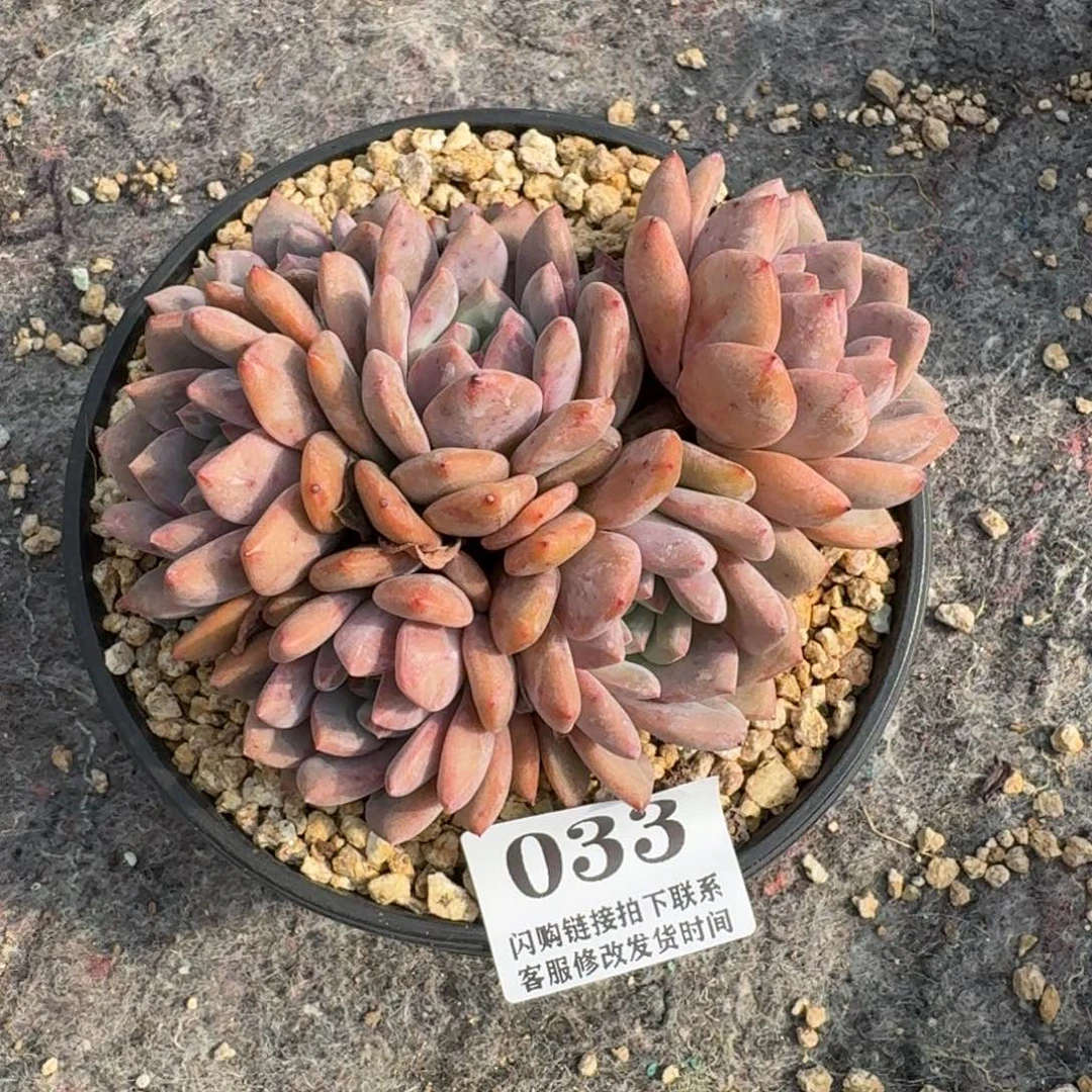 033凌雪群无砍12cm左右