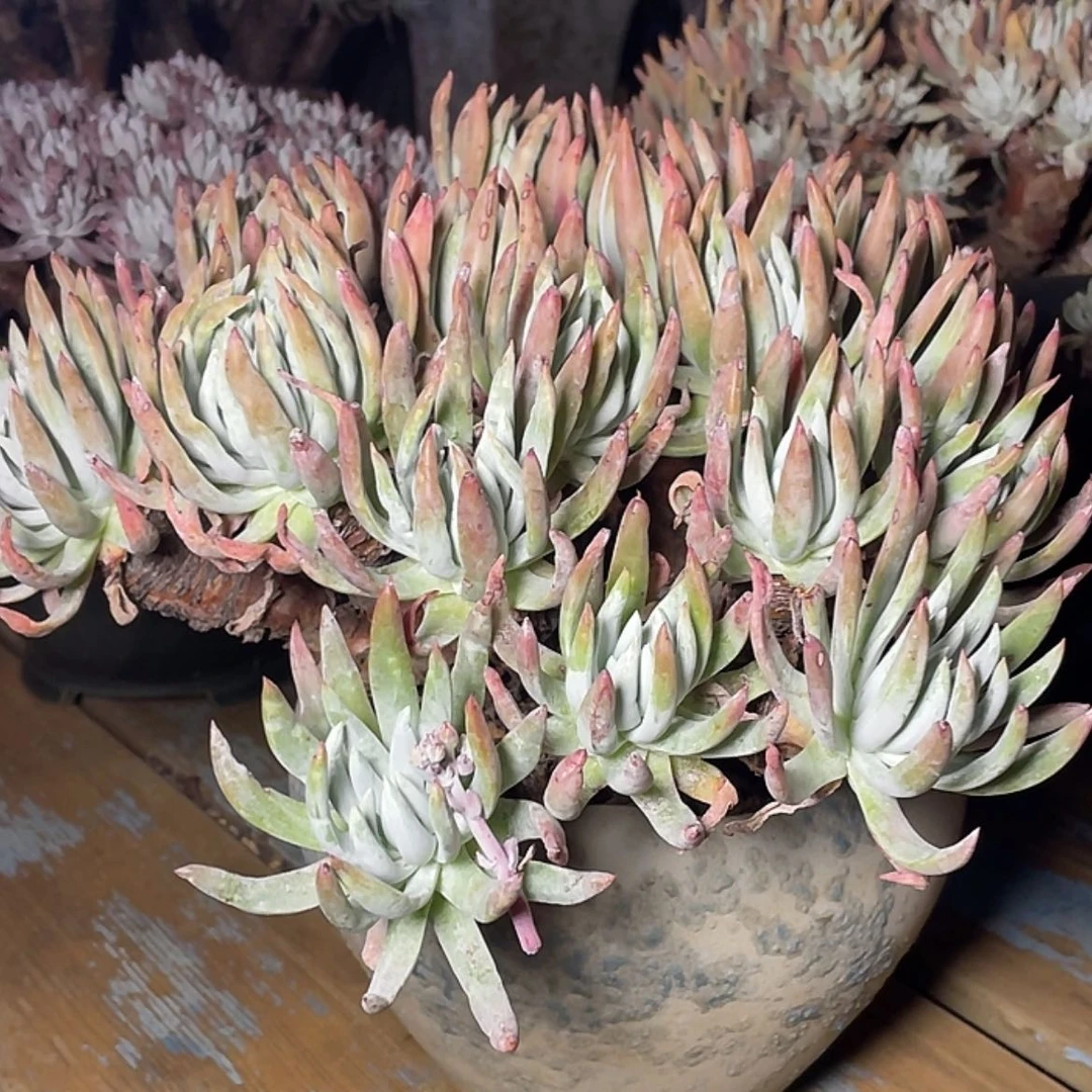 【闪购商品】M***e奥罗拉