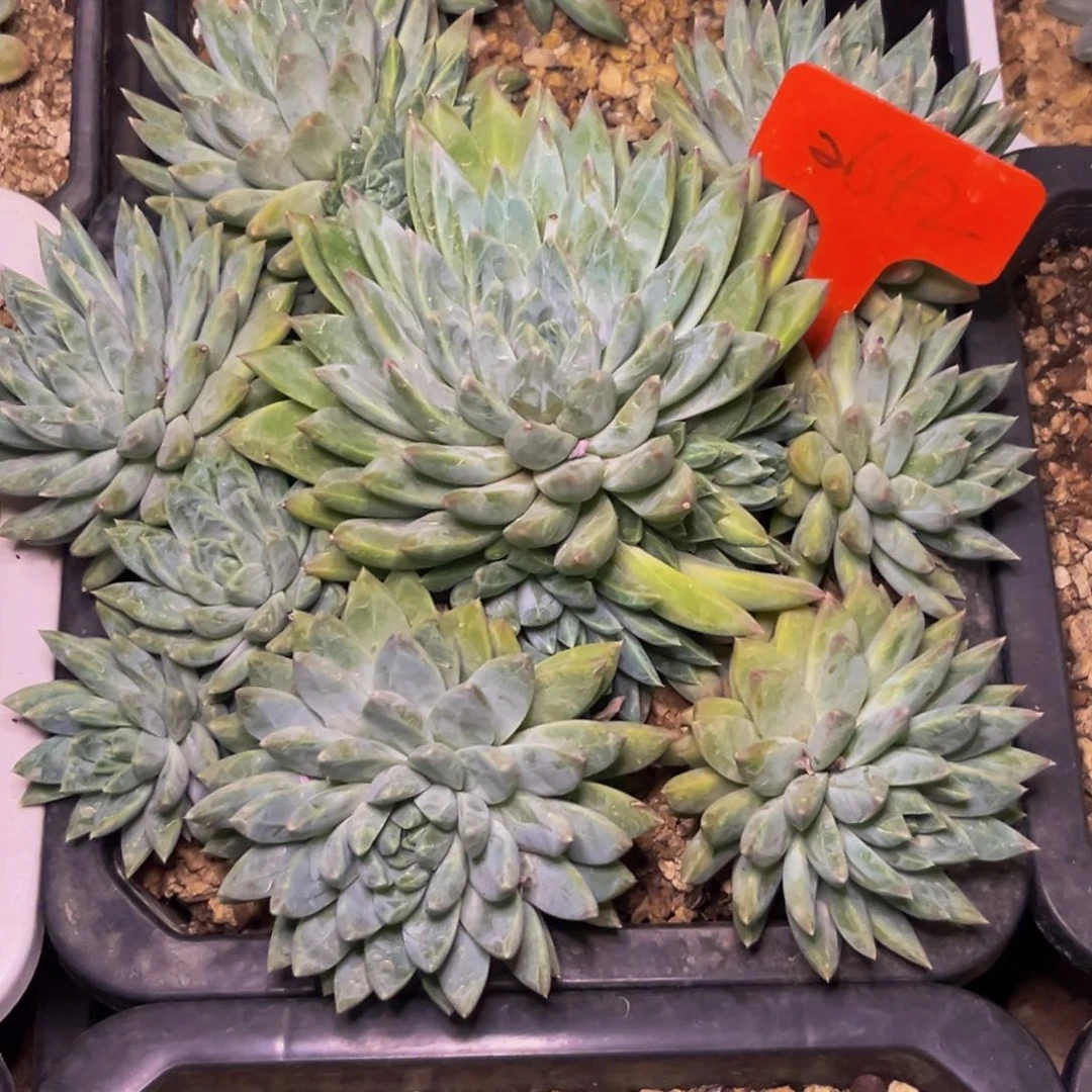 华****金2642下午多肉植物群生