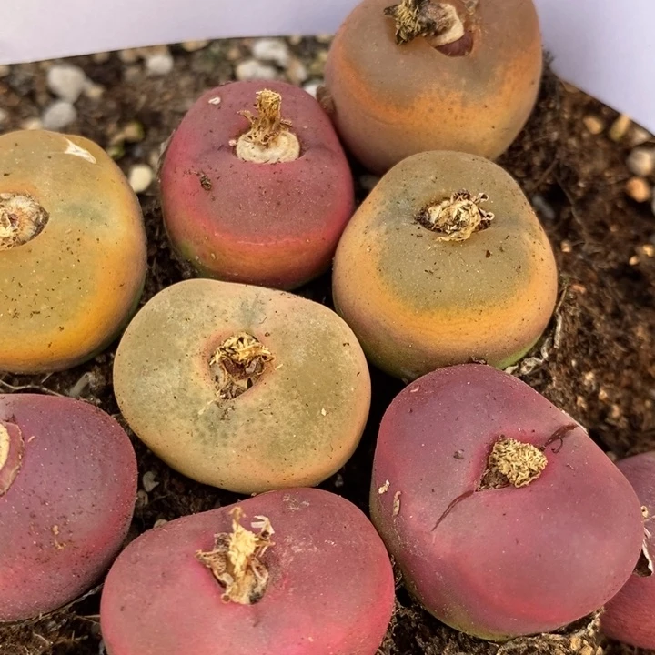 3025有伤一组一组