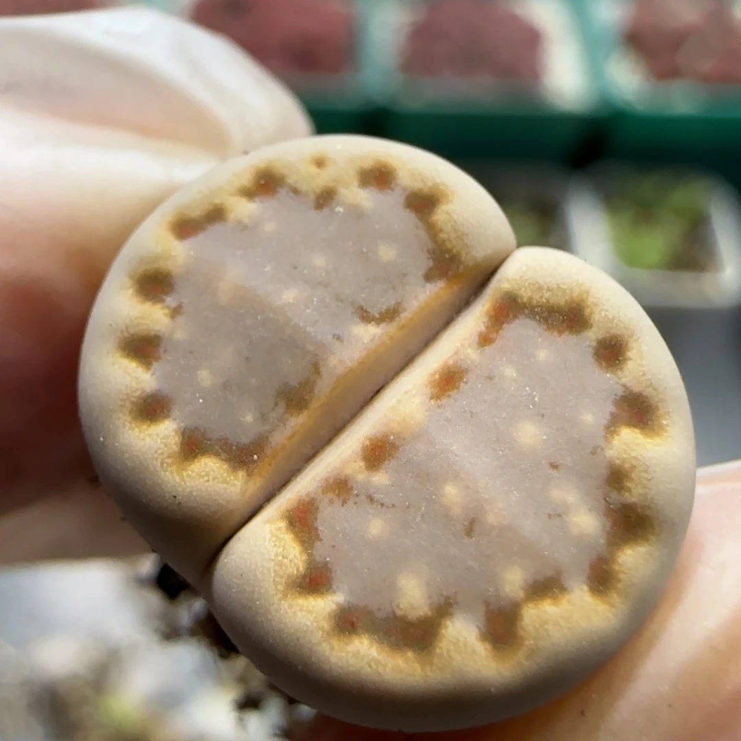 10.30 福利C24饼干 5065