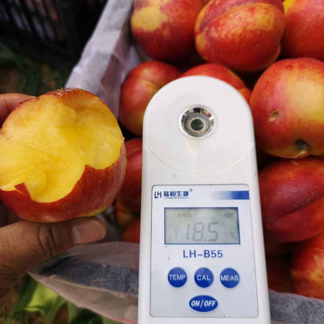 顺明仙桃谷油桃，灵寿特产