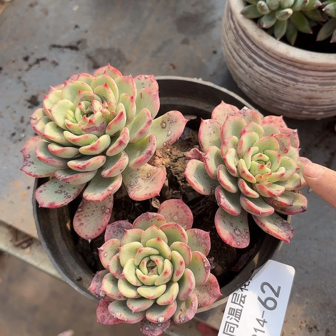 同温层多肉三文鱼62