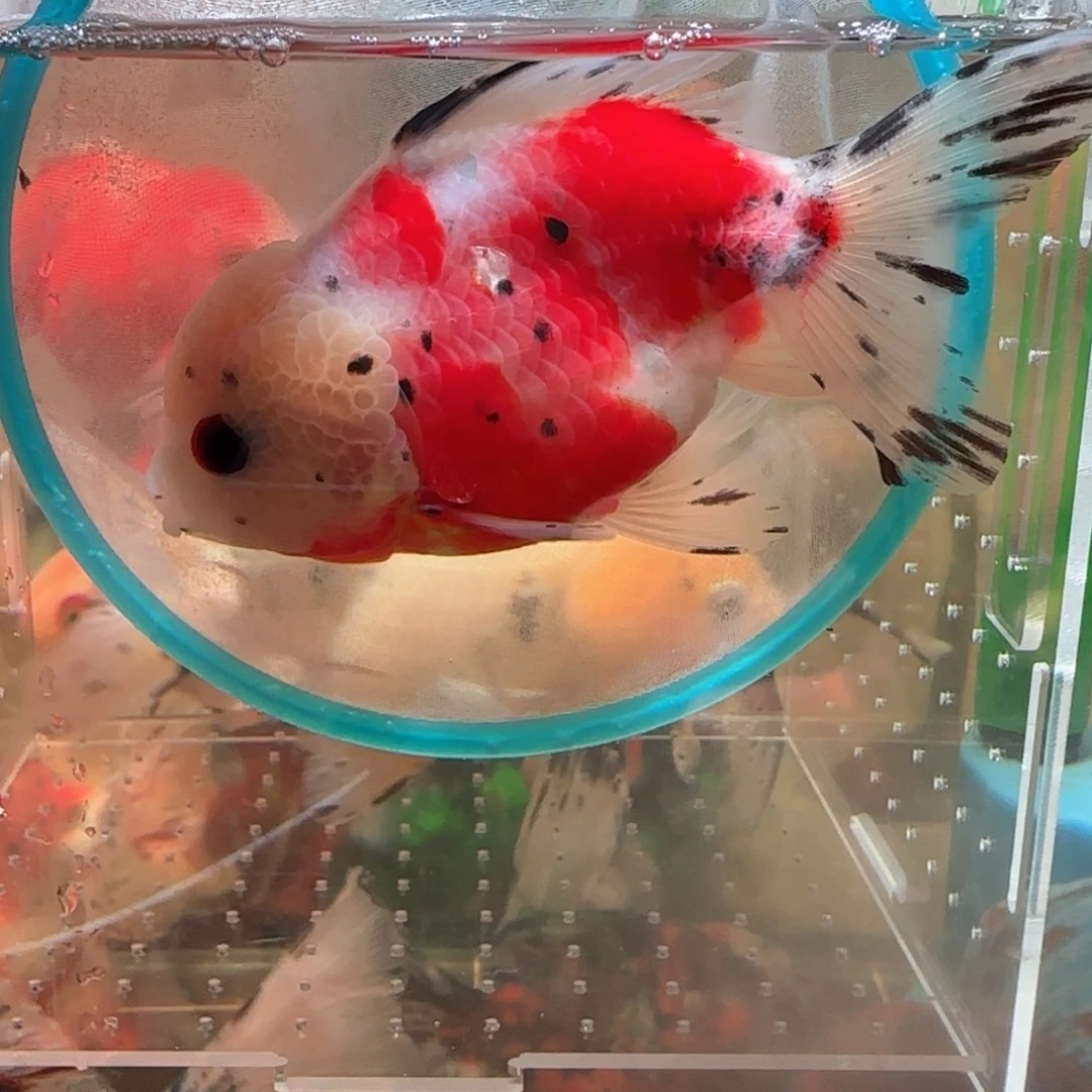 金鱼金鱼！！！！！！！！！