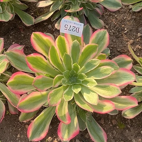 275粉女郎多肉量拍