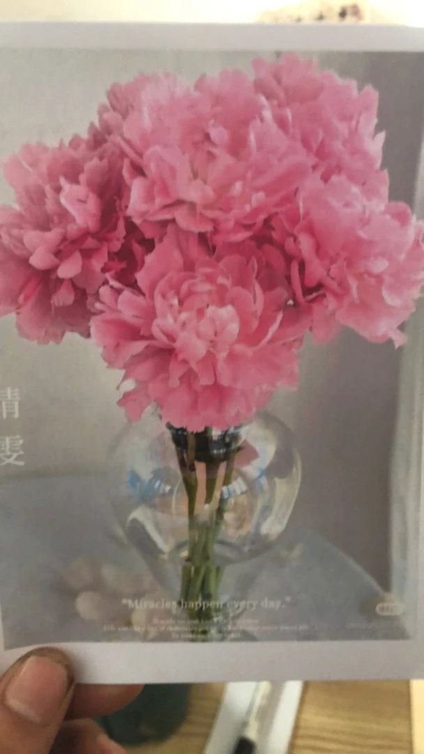 老盆芍药（晴雯）好养好活