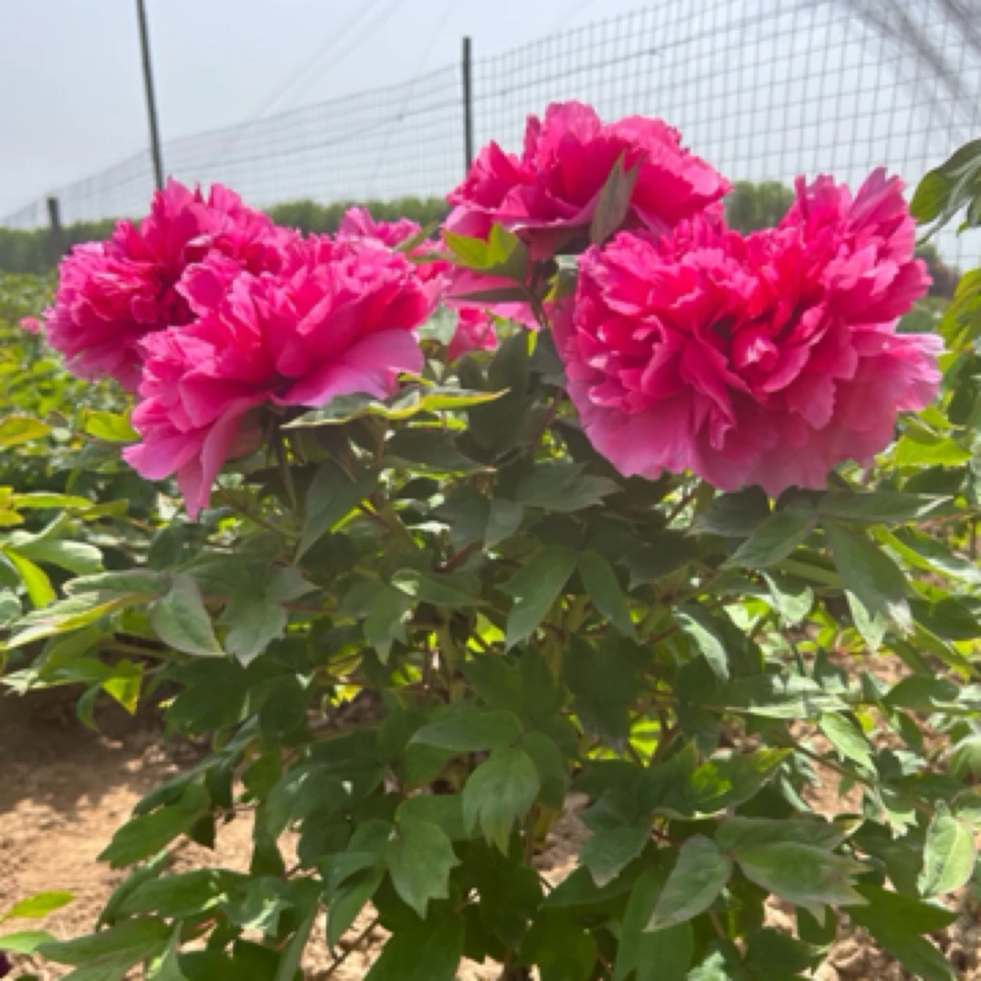 牡丹牡丹花【文海】菏泽重掰大花红色牡丹富贵红花鲜花大丽花