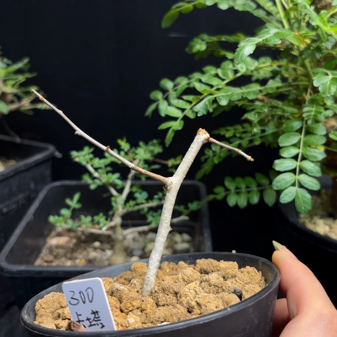 碧*卡塔夫寄养寄养寄养