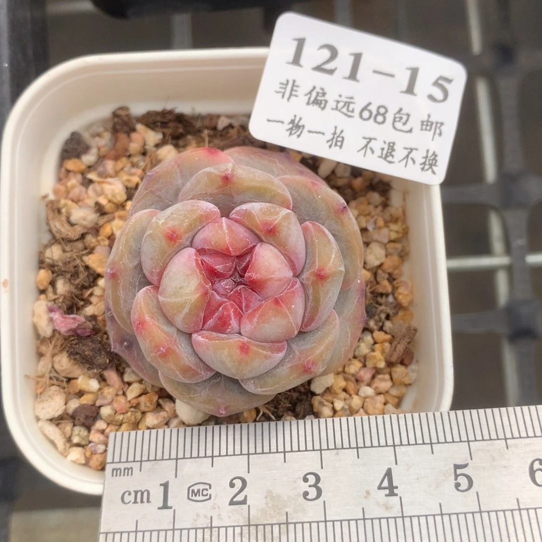 15。石榴籽星影。满六八包邮。