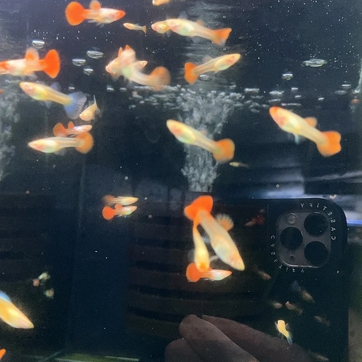 海水爱尔银半月红尾 10条