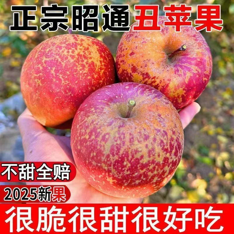 云南昭通冰糖心丑苹果脆甜多汁新鲜现摘水果产地包邮5斤泡沫托