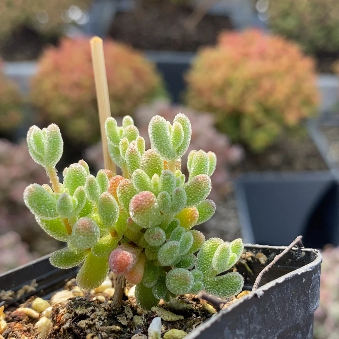 优选冰晶5647枝干番杏