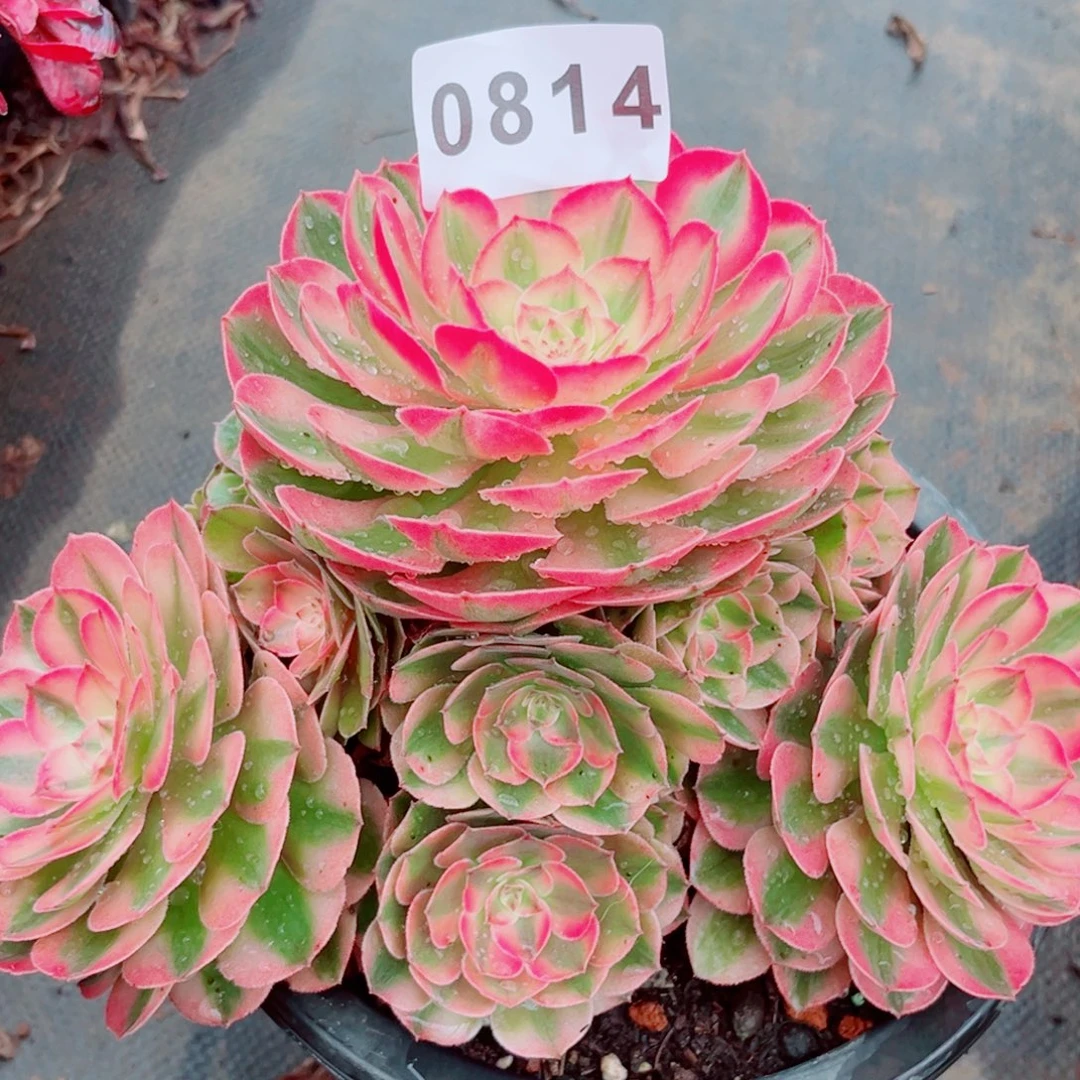 荔枝老桩捧花多肉