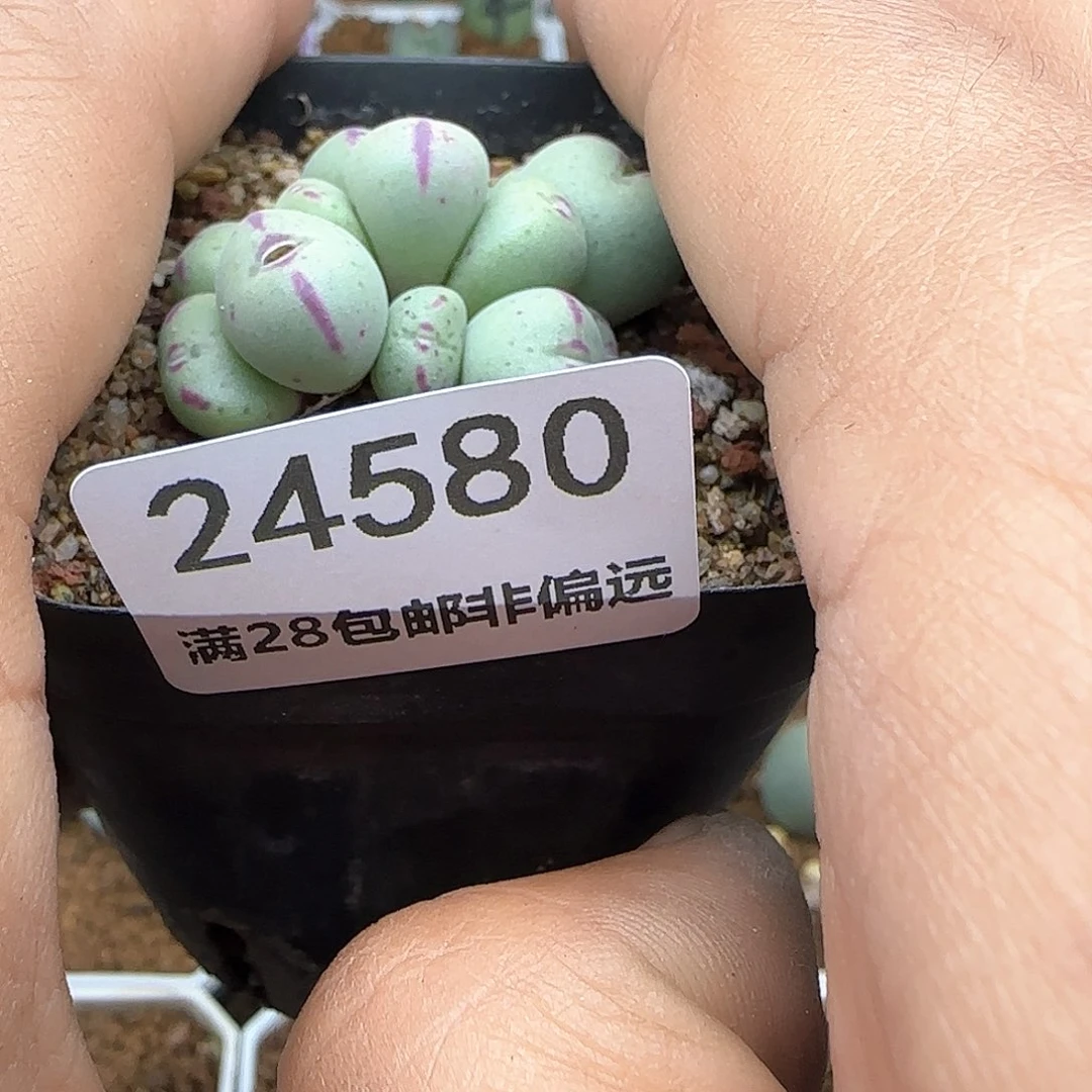 殇*脱土年后发货24580