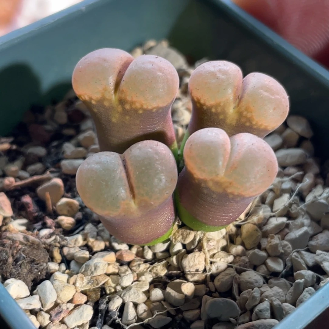 帕法德红风铃福利植物一物一拍