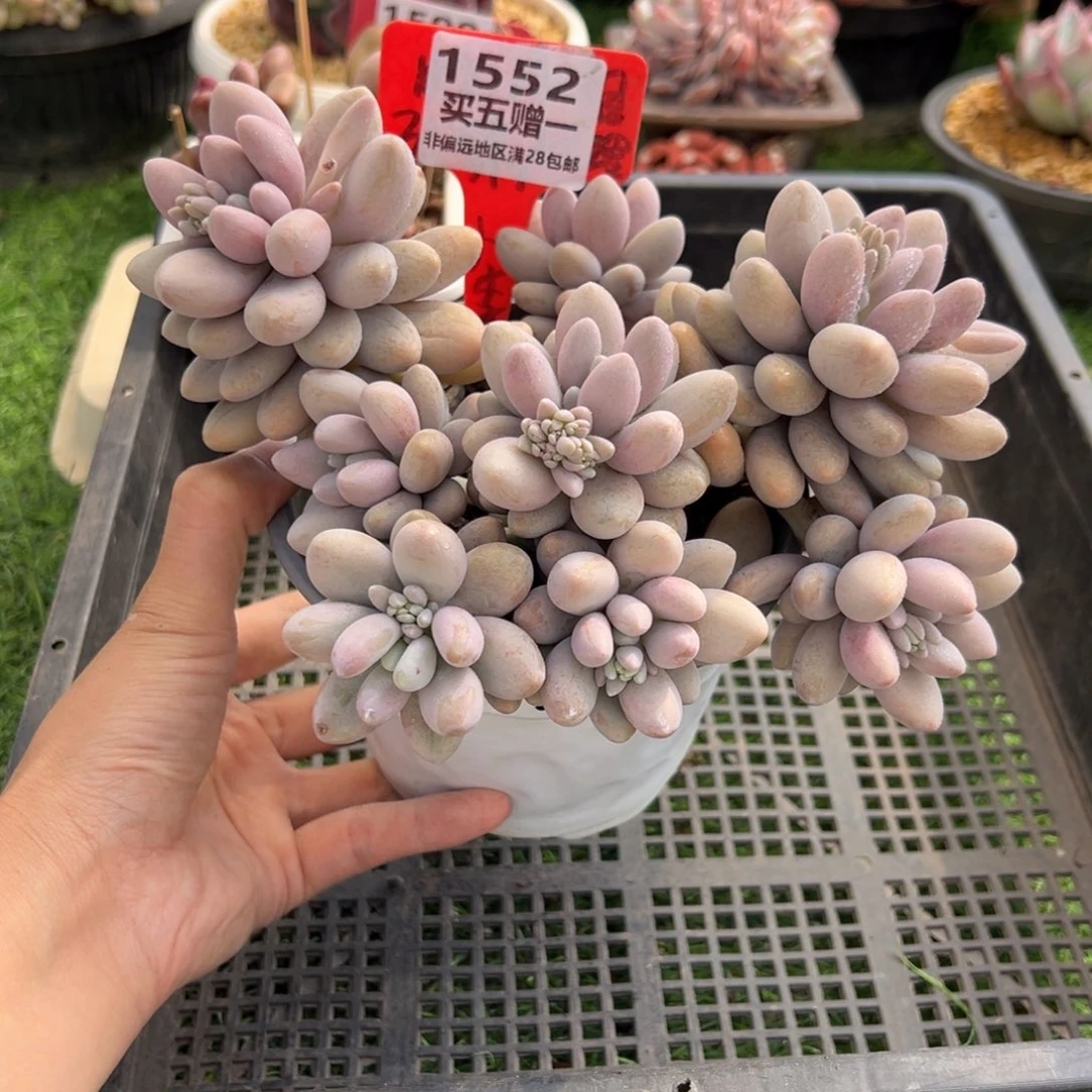 表妹精品多肉1552.