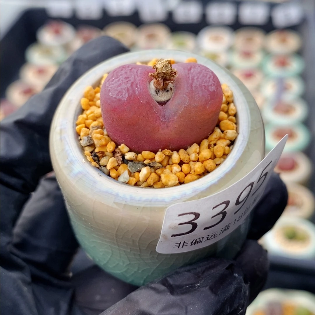3395-一物一拍 带盆