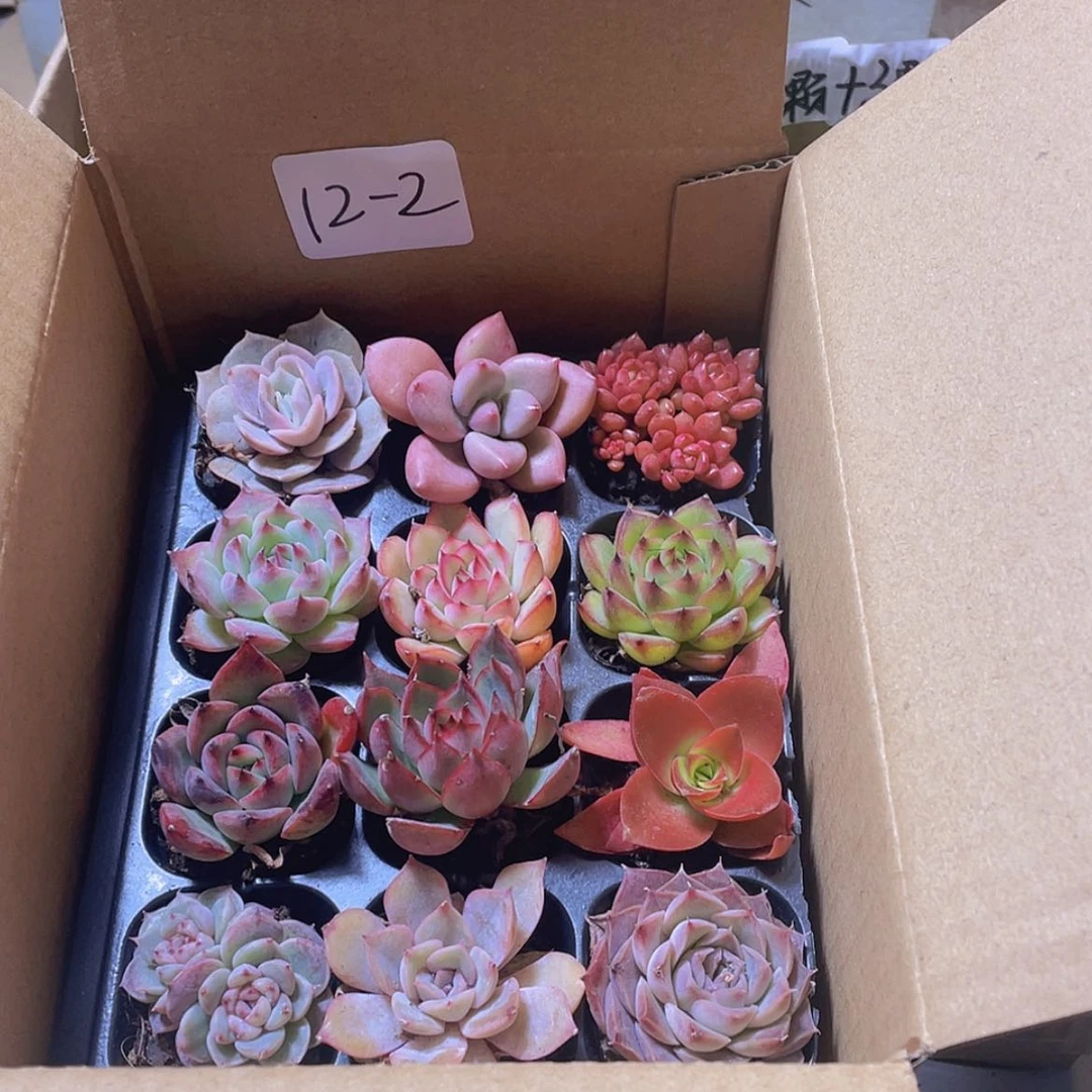 【闪购商品】12颗-2