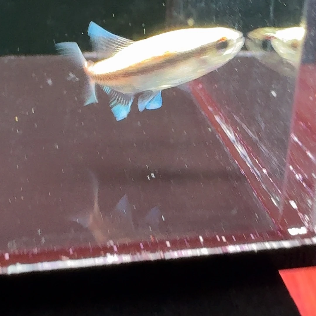 海水鱼一黑点红尾巧克力