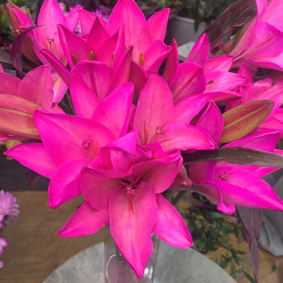 【勃郎第】单瓣香水百合花鲜花（五度以下拍保温棉 不拍不售后）